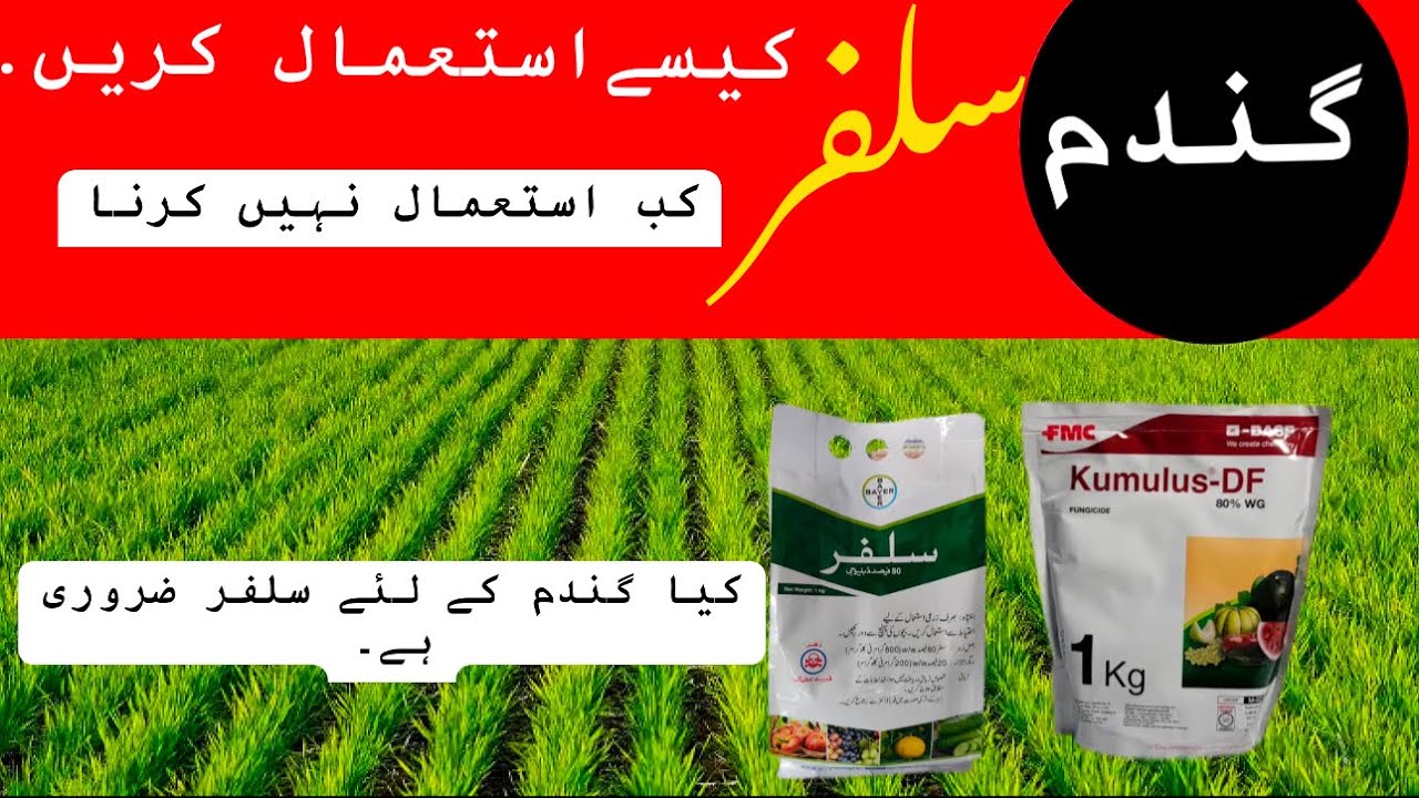 How to use sulphur in wheat crop l sulphur fertilizer benefits in crop.
