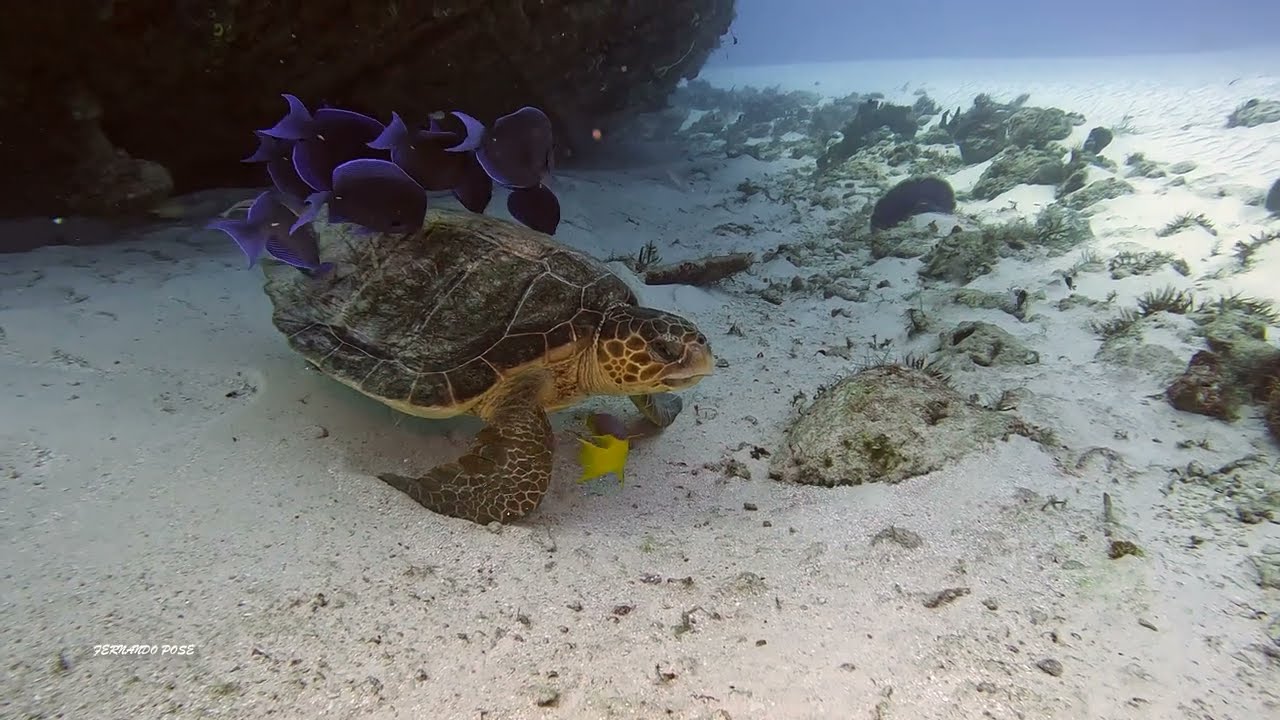 Buceo en Playa del Carmen y Puerto Morelos, Quintana Roo, Mexico 4K (FEB 2024) (F.Pose)