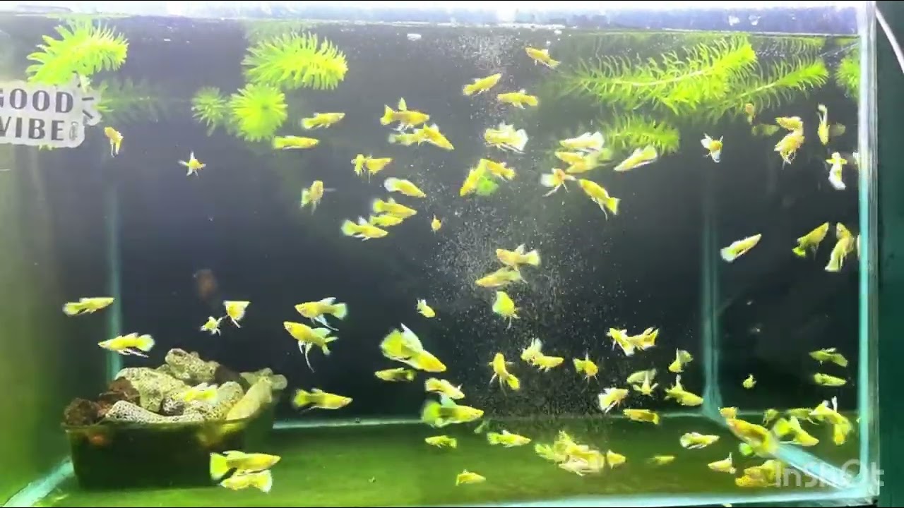 The most beautiful guppy zen #guppy #guppyfish #fish #fishtank 