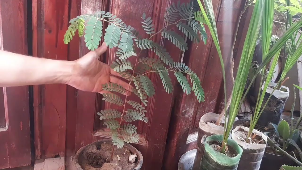 تكبير شتلات التمر هندي .. ومتابعة النمو .. الجزء الثالث