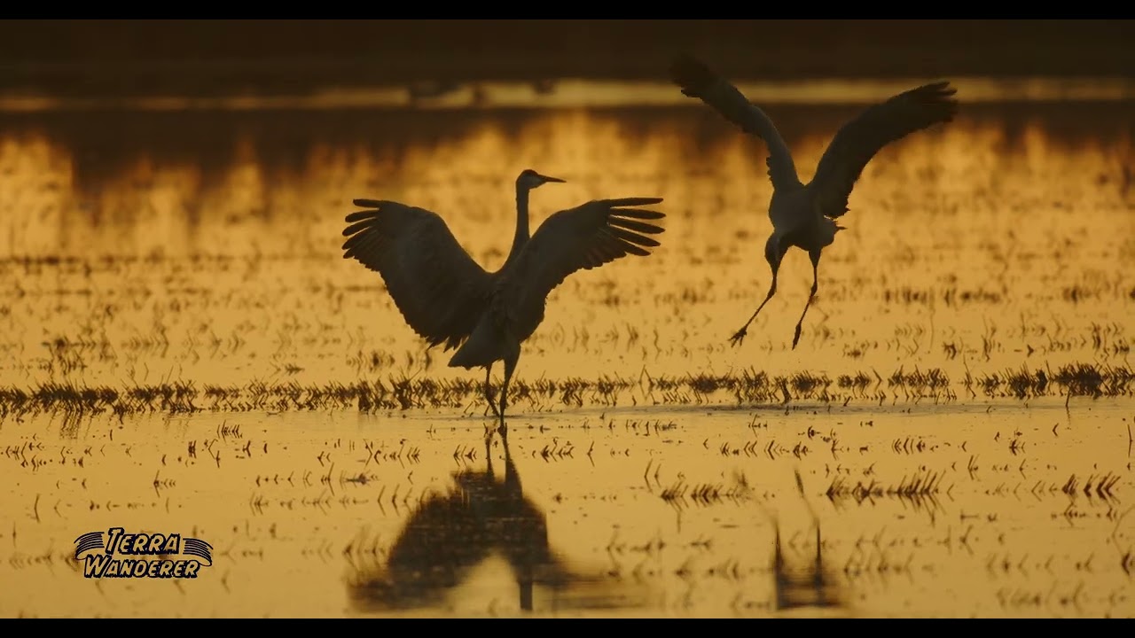 Sandhill cranes, sunrise, in Thorton, CA