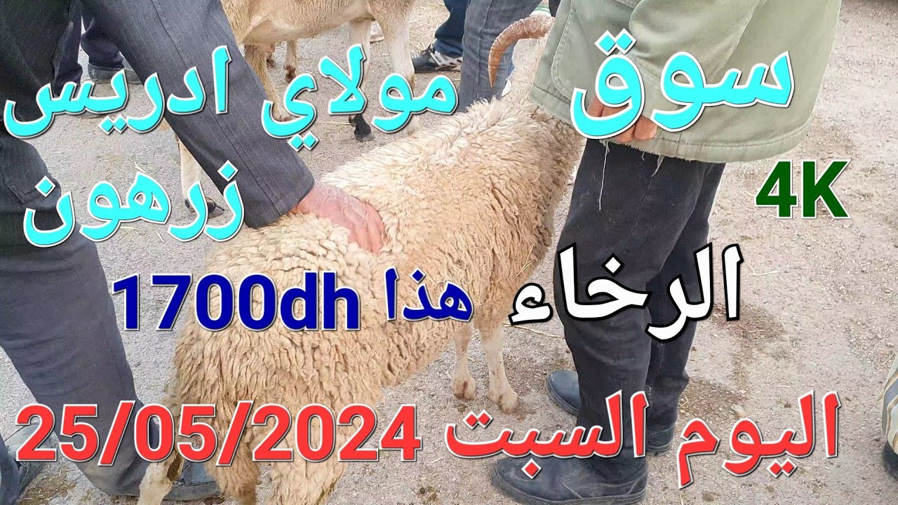 سوق مولاي ادريس زرهون ناقصة عشرلاف في الخروف اليوم السبت 25/05/2024