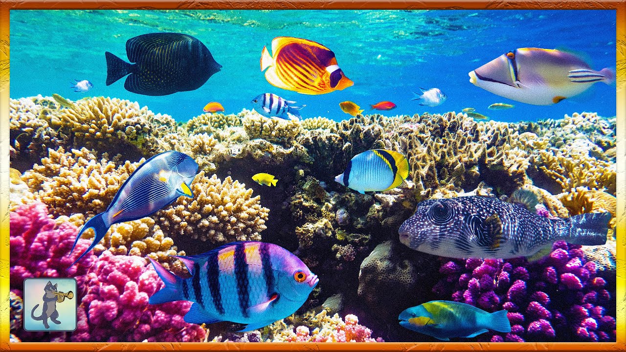 2 Hours of Beautiful Coral Reef Fish 🐠 Relaxing Ocean Fish & Stunning Aquarium Relax Music