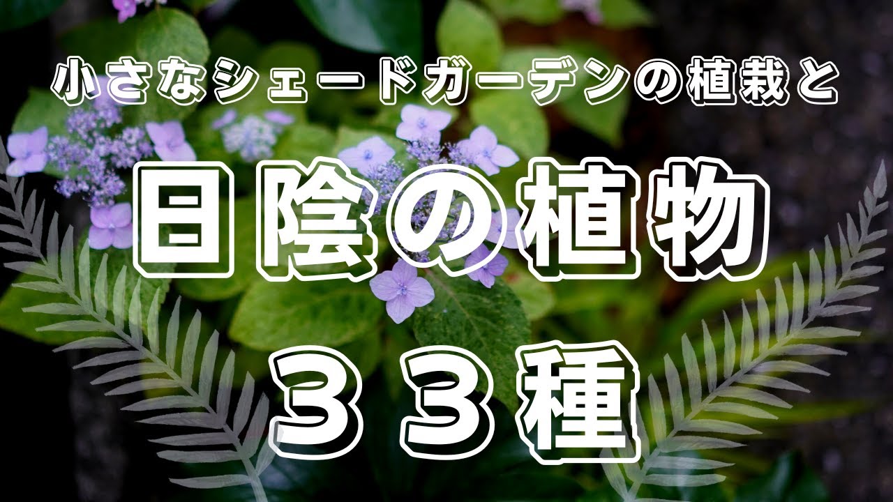 【シェードガーデン】小さなシェードガーデンの植栽と日陰の植物３３種✴︎日陰のガーデニングが楽しくなる花も葉も美しい宿根草や低木をご紹介します♪