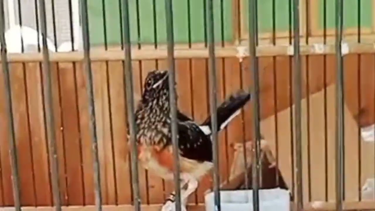 Trotol belajar bersuara yaring #kicaumania #burungkicau #birds #burung