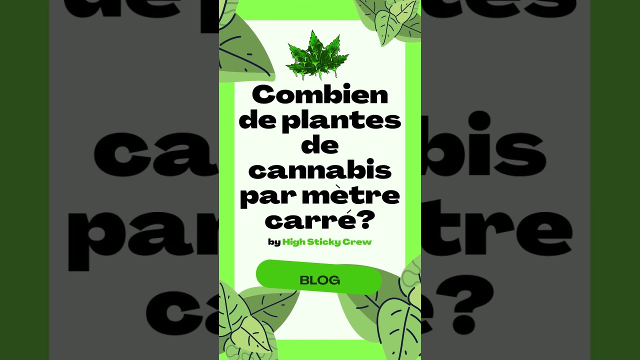 Combien de plantes de cannabis par m&egrave;tre carr&eacute;?