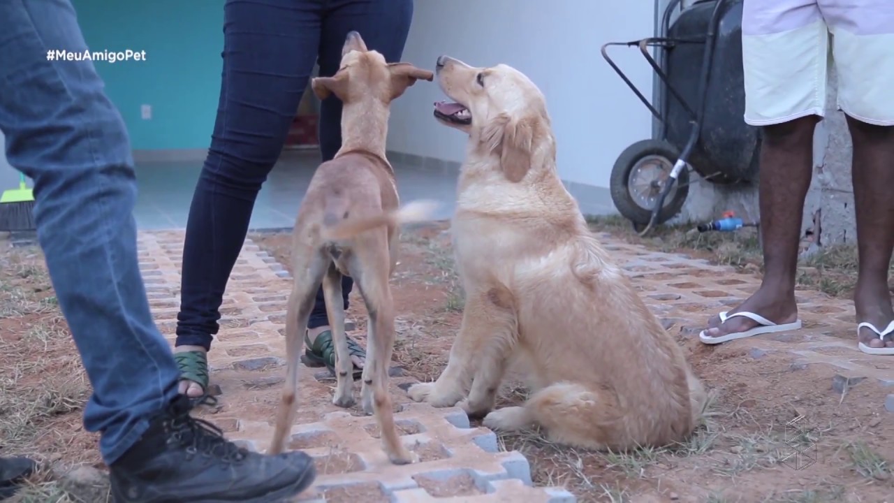 Lana e Dara: veja dicas para controlar cães indisciplinados