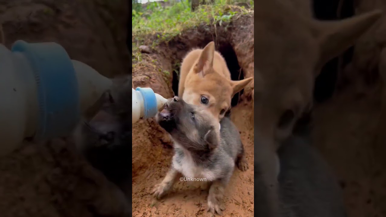 Mother Dog Learn To Trust😍