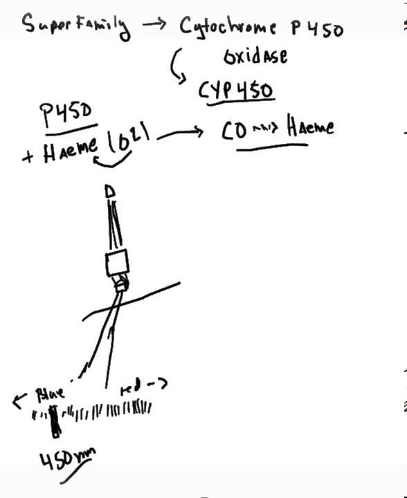 What are Cytochrome P 450 Enzymes