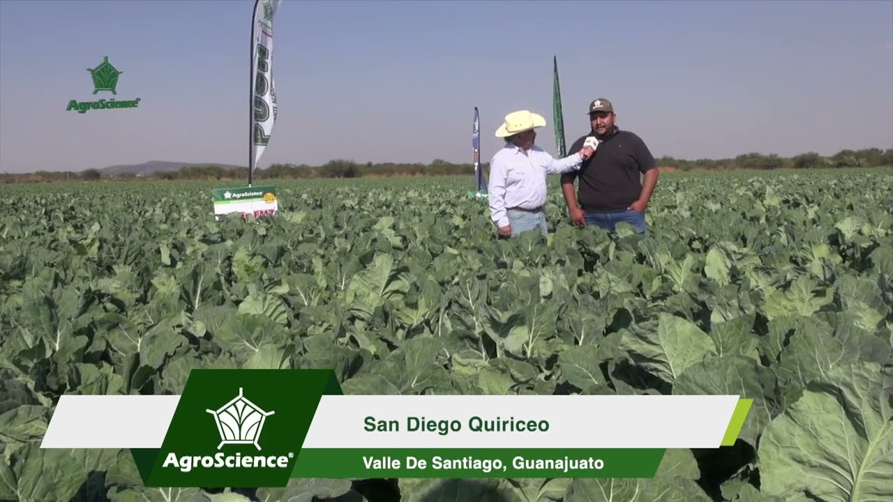 AgroScience l Caso de Éxito en CULTIVO DE COLIFLOR