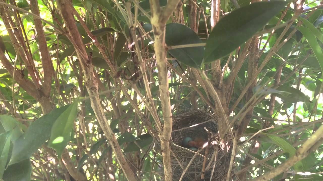 Newborn Baby Robin!