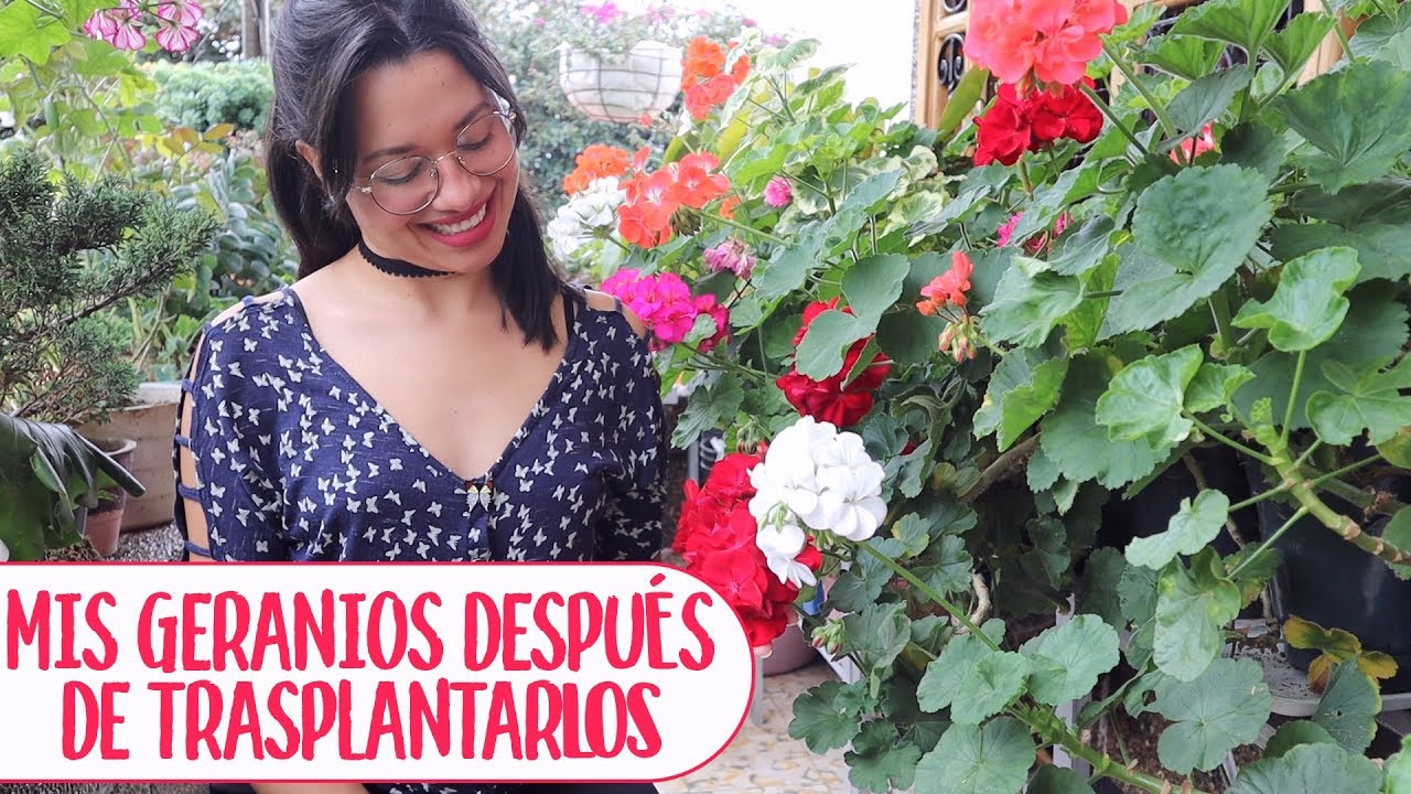 Tour por mi jardín de geranios y cómo los cuido │Candy Bu