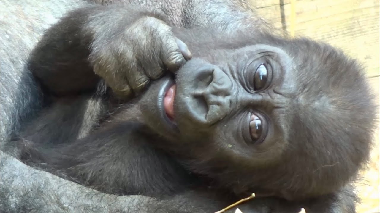 母親の側が1番安心〜キンタロウ日記 43⭐️ゴリラ gorilla【京都市動物園】 mother's side is the safest〜Baby Gorilla Kintaro Diary 43