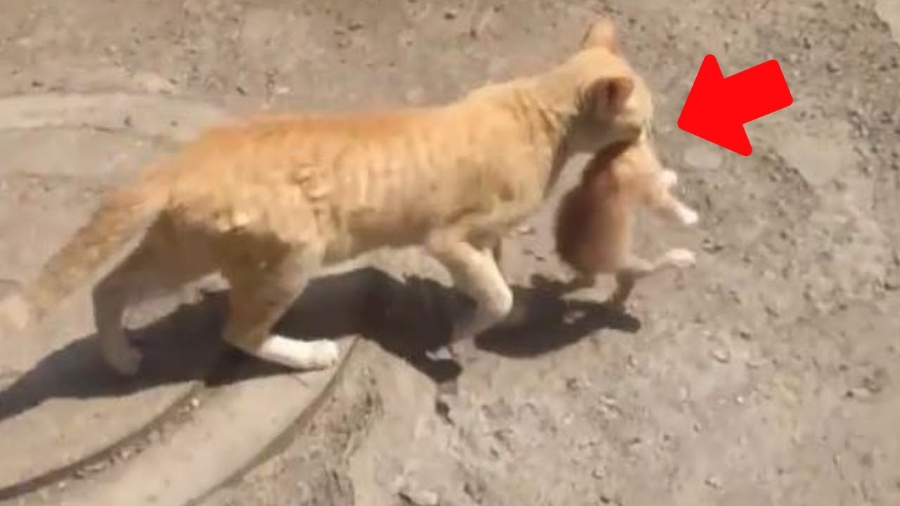 Katzenvideos - Katzenmamas tragen s&uuml;&szlig;e Katzenbabys - Die lustigsten Katzen der Welt