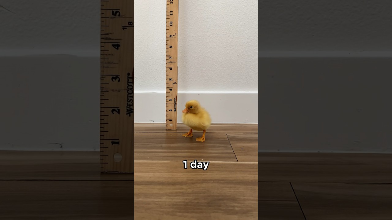 Ducks grow so fast #shorts #petducks