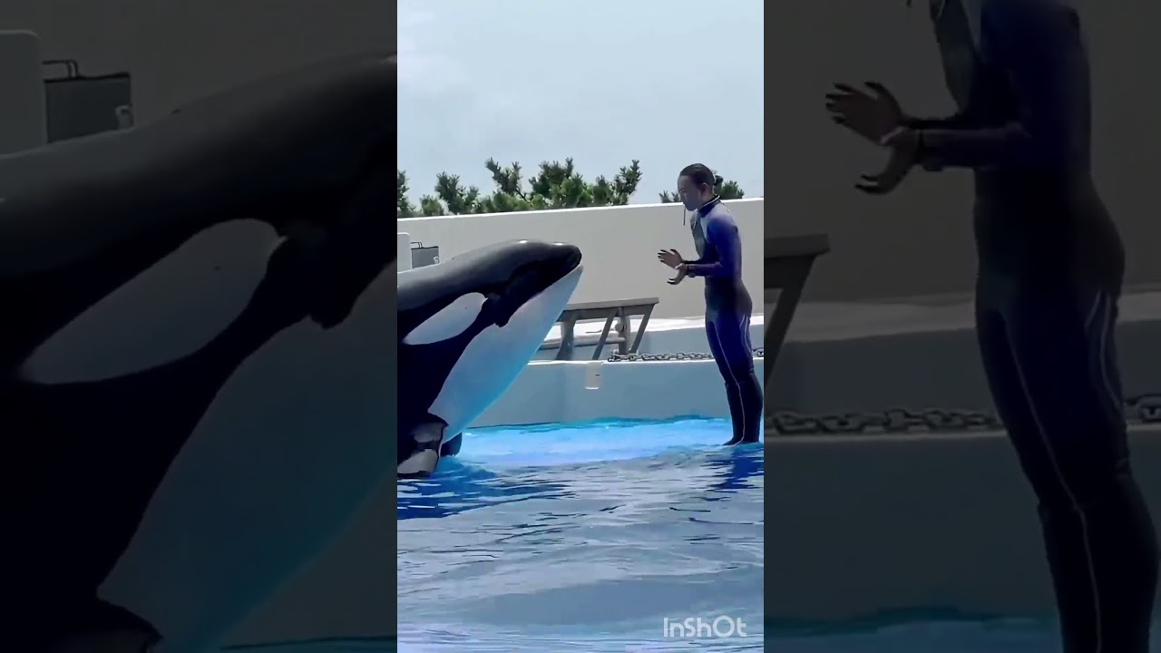jassica😫😩😭😭😭😢 #sad #dolphin  #jessica
