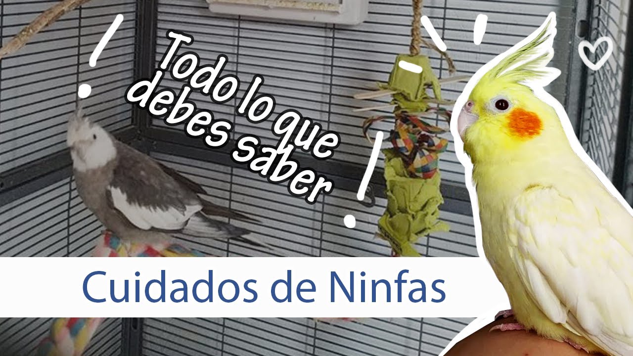 Cómo cuidar a tu ninfa carolina - cuidados de loros mascota.