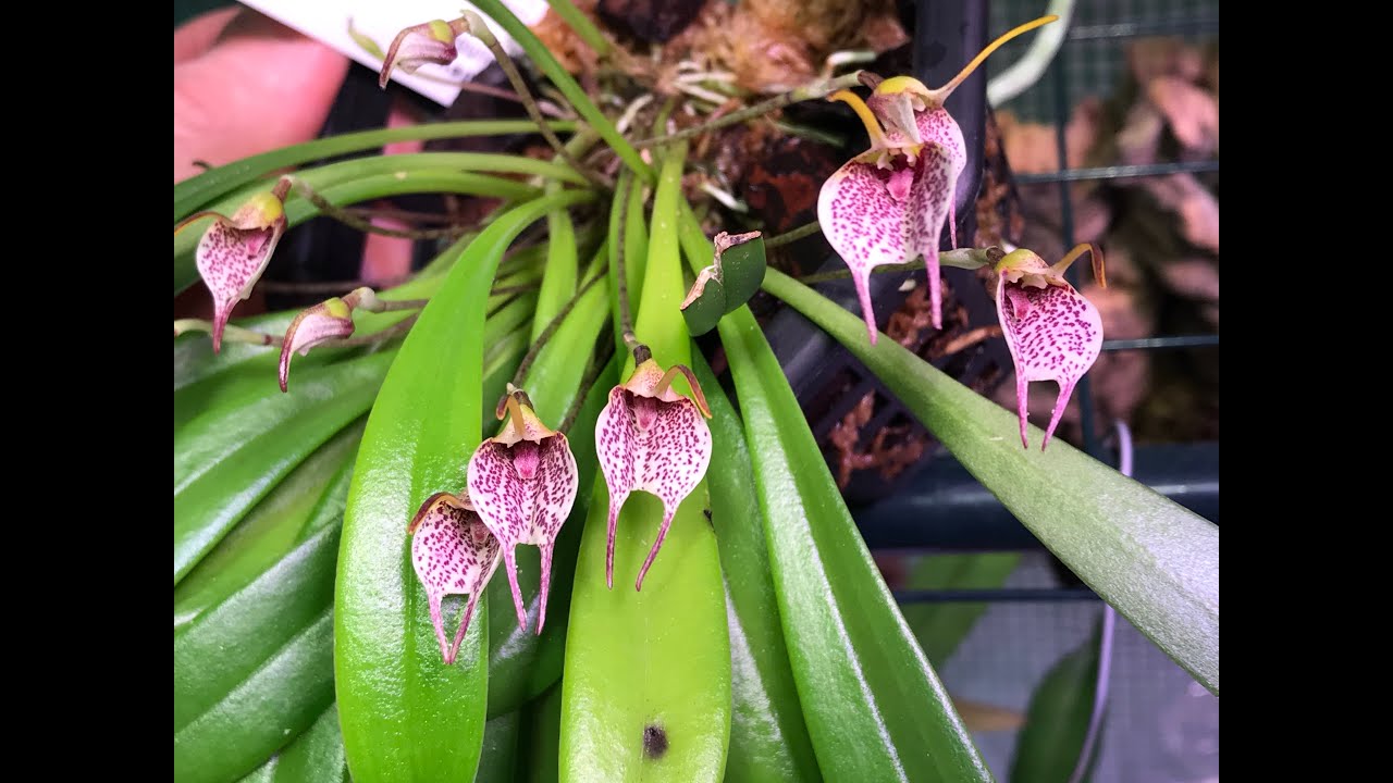 Restrepivalliacula Time! A look at my Restrepia, Masdevallia and Dracula Orchids.