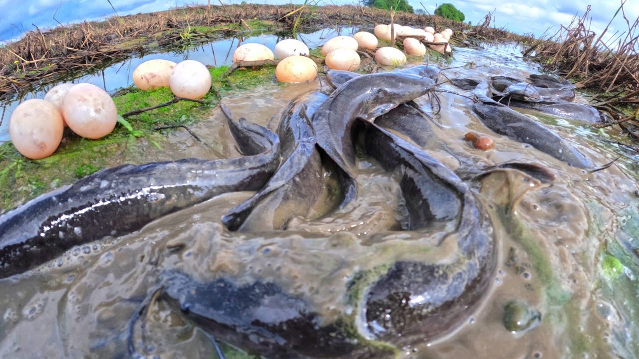 amazing fishing skills, pick duck eggs in rice field after the rain and catch fish by hand skills