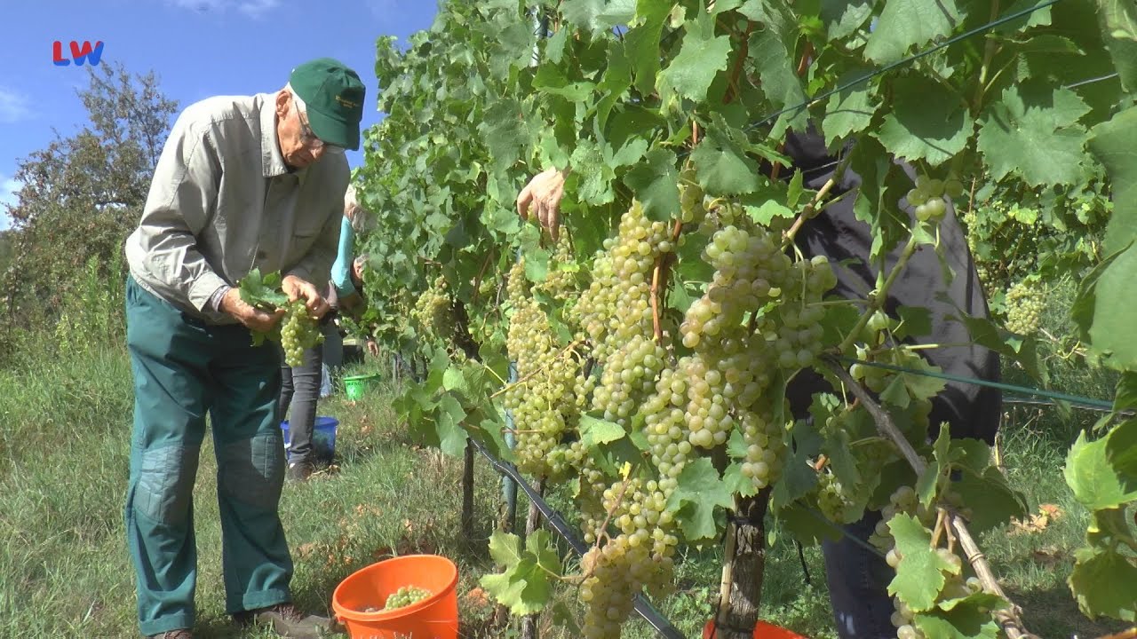 Schlieben: Öffentliche Weinlese - LAUSITZWELLE