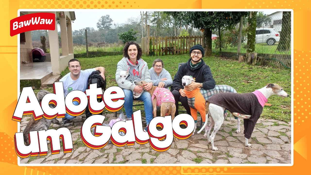Ex-cães de corrida buscam um novo lar! | Baw Waw Social @moradoresderuaeseuscaesmrs868