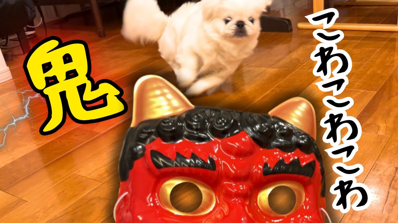 そこが怖いの！？鬼の◯◯にビビりすぎて荒ぶる犬／ペキニーズのぺたろー