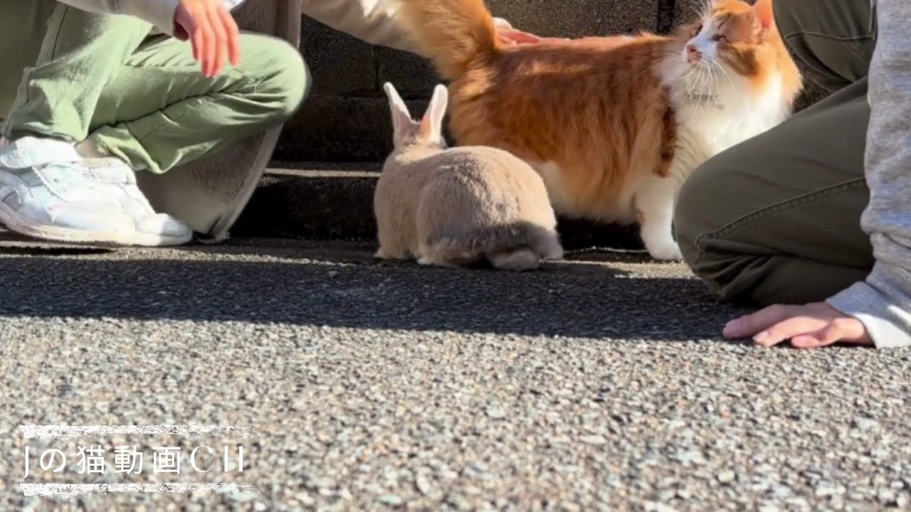 （癒しの空間）　道路にうさぎとネコが歩いて来たら・・｜　If a rabbit and a cat walk along the road...