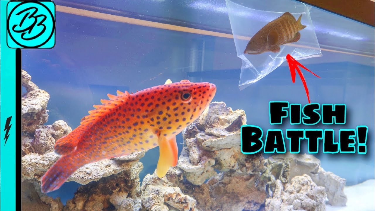 GROUPER Fish BATTLE IT OUT In CRAZY FISH FIGHT!  *MUST SEE*
