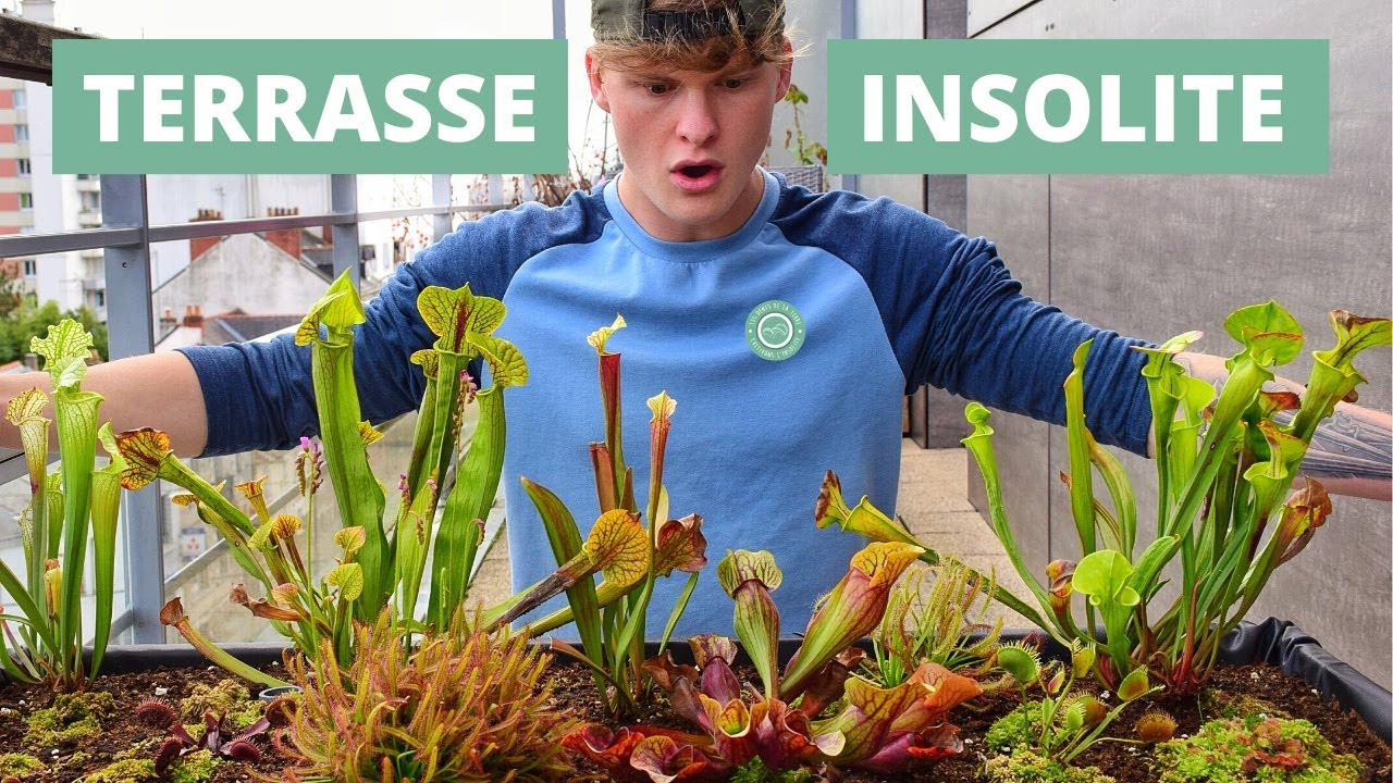 Comment faire une TOURBIÈRE de PLANTES CARNIVORES dans un gros bac (en bois) ? 🏞