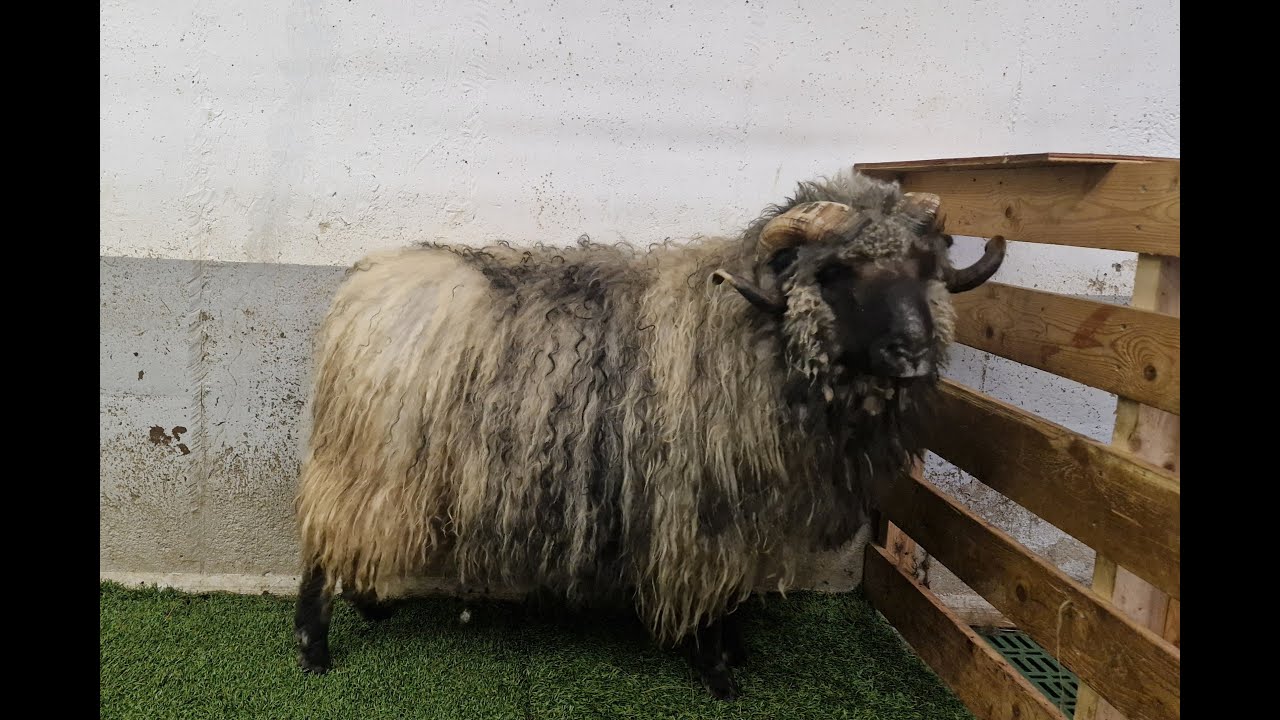 SEYÐUR NR. 23 Í LSS 2025