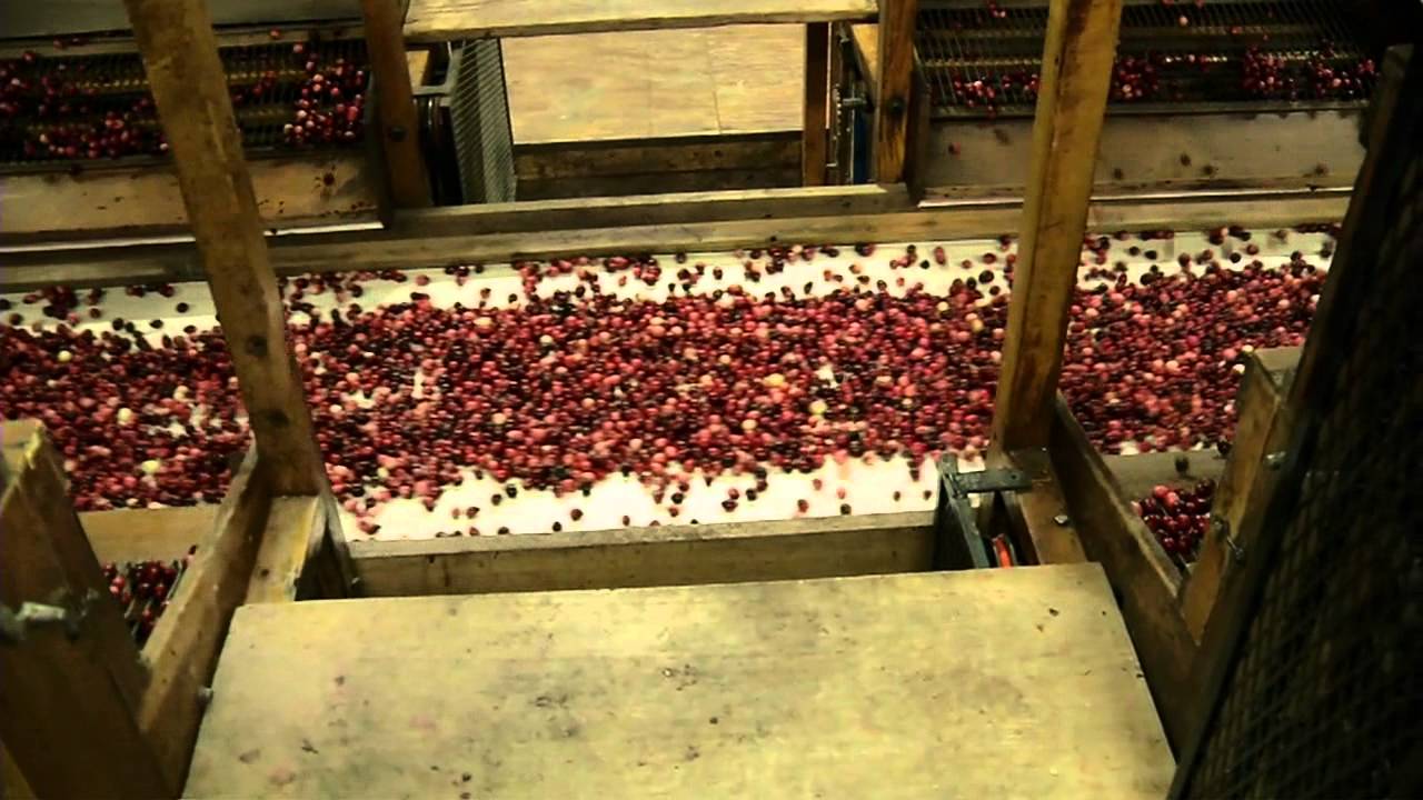 How are cranberries packaged and shipped with Habelman Cranberries - by Curiosity Quest