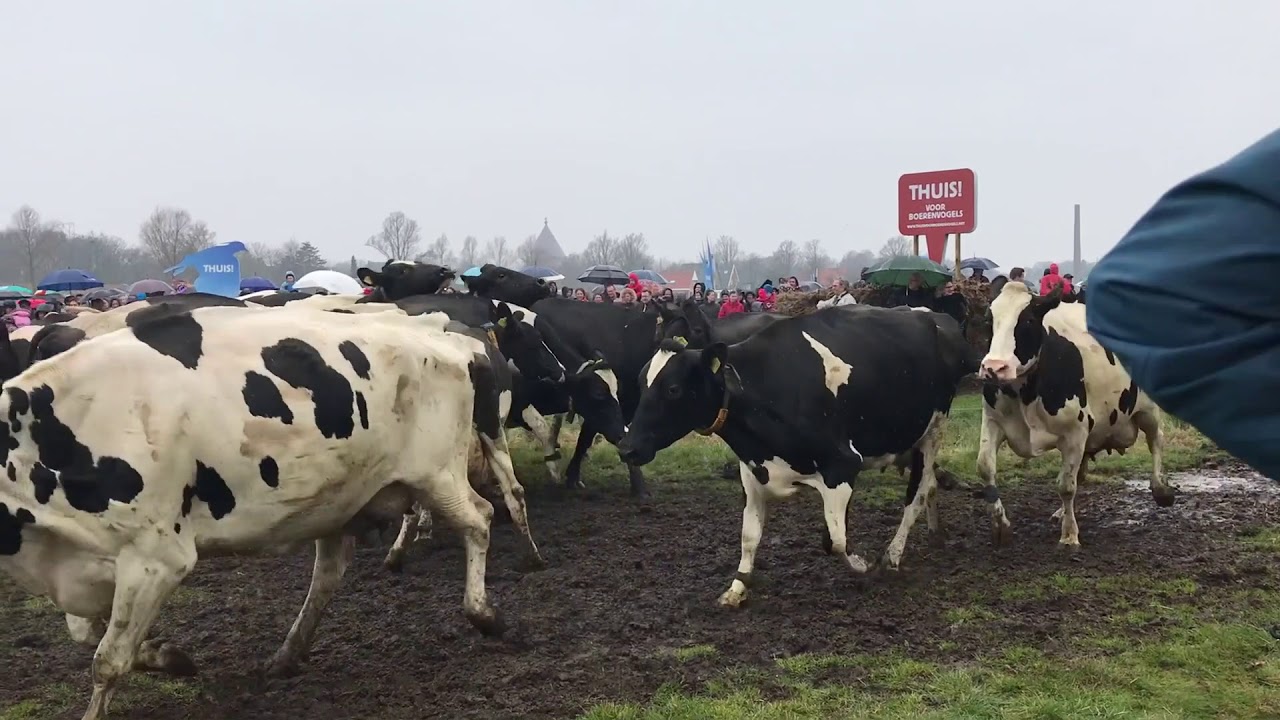 Cows jumping for joy after a winter inside (Koeiendans Heiloo)