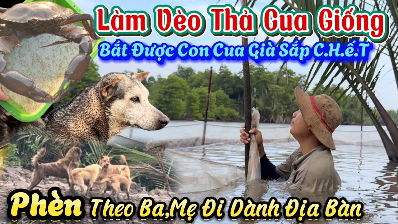 Hành Trình Làm Vèo Và Đi Thả Cua Giống - Phèn Phèn Theo Ba Mẹ Sang Bên Kia Sông Chiến Dành Địa Bàn