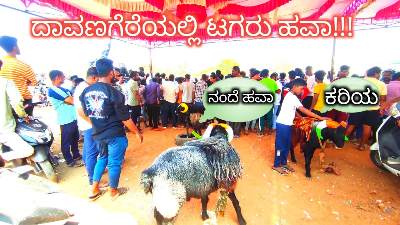 ದಾವಣಗೆರೆಯಲ್ಲಿ ಟಗರು ಹವಾ!!! ಎಂಟು ಹಲ್ಲಿನ ಕುರಿಗಳ ಕಾಳಗ ನೋಡಲು ಜನಸಾಗಾರ #ದಾವಣಗೆರೆ #davanagere