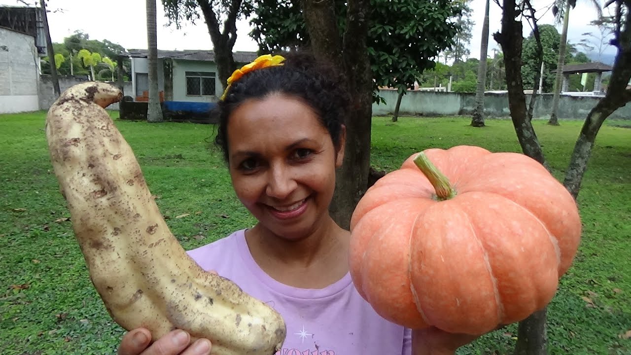 BATATA DOCE GIGANTE PLANTADA NA GRAMA SECA- QUERO QUERO ME ATACOU