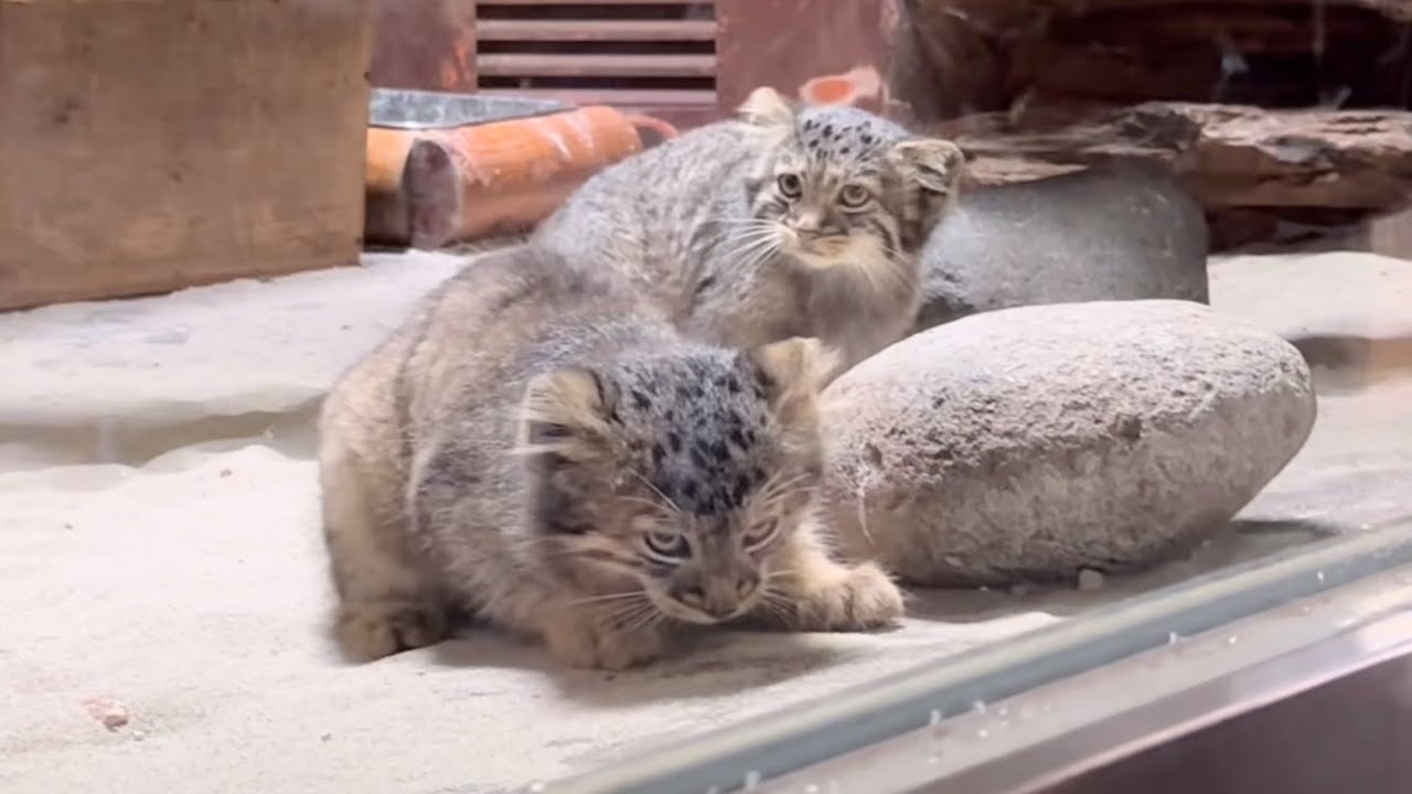 可愛すぎるマヌルネコの赤ちゃん暴れまくり🐈　7月9日 上野動物園　マヌルネコ