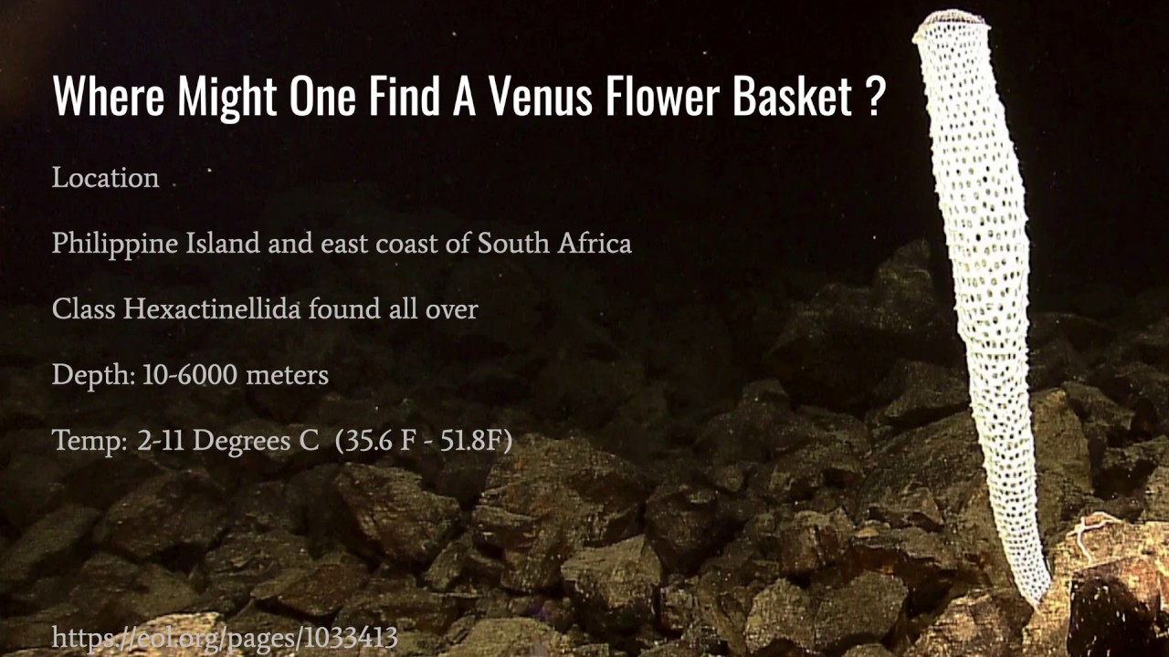 Venus Flower Basket: Strategies in Biomimicry