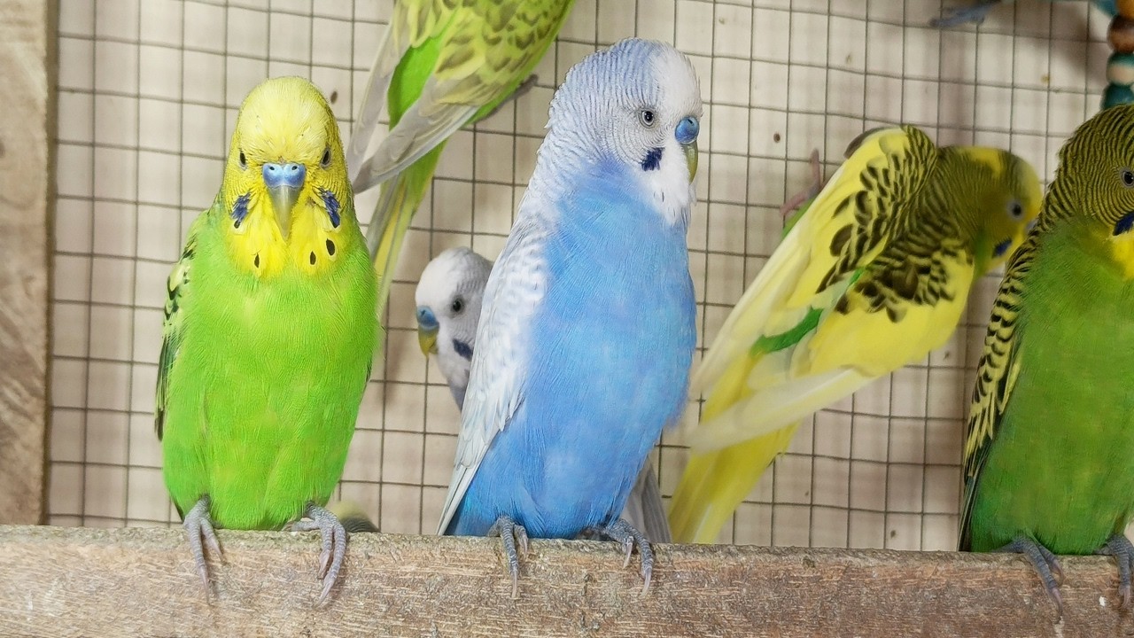 3 Hours of Parakeet Sounds to Cheer Up Your Sad Budgies 🐦💚 Comforting Bird Companionship