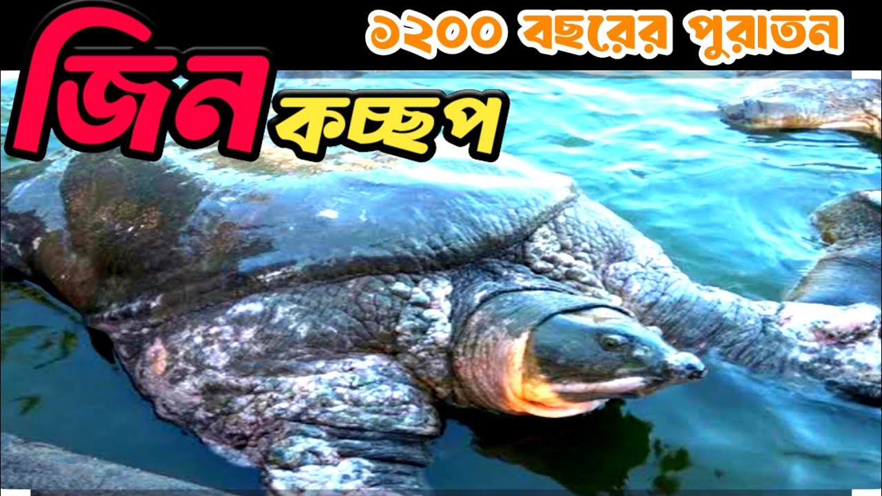 কচ্ছপ জিন হযরত বাইজিদ বোস্তামির (রা:)মাজার ১২০০ বছরের পুরাতন #কচ্ছপ #travel #shorts #chittagong 