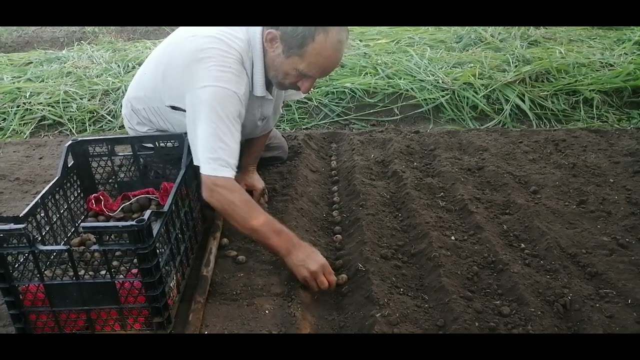 Salep yumrusu dikimi yaklaşıyor. ( Yumru dıkımi)