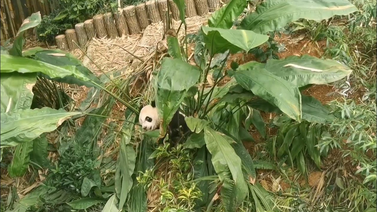20220321 Giant Panda Le Le (叻叻) is a destroyer 😂 @ River Wonders Singapore (新加坡河川生态园)