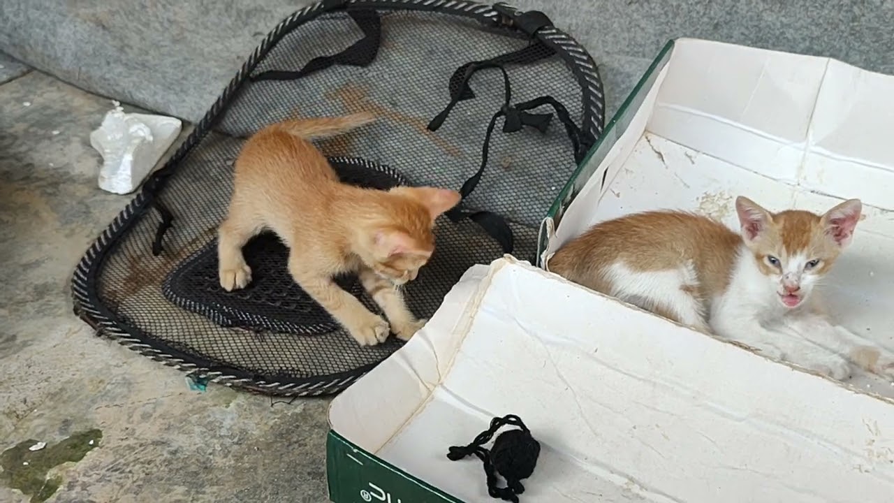 Cute kitty kitten playing 