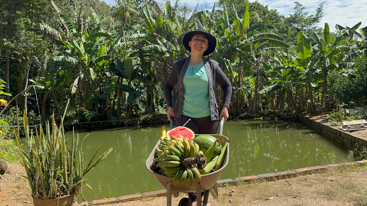 COLHENDO OS FRUTOS do nosso sítio #sitio #vidanositio 