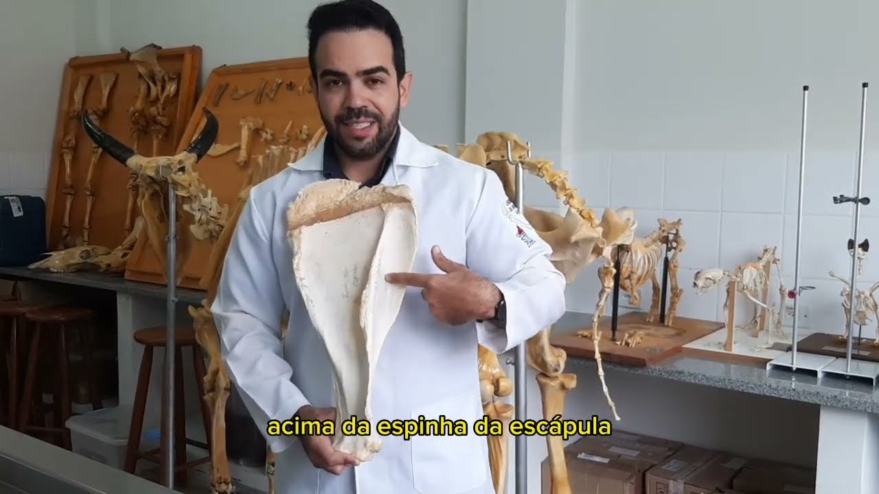 ESCÁPULA | Anatomia Animal | Acidentes Ósseos e Diferenças Entre As Espécies | Aprenda Tudo Agora!