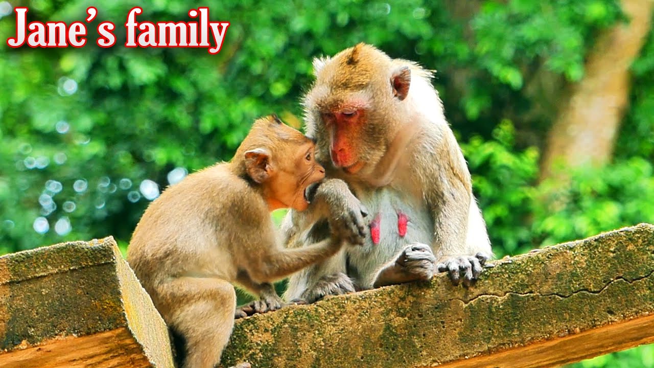 Beautiful Jane's daughter of action when momma closed her milk, Wonderful wildlife family