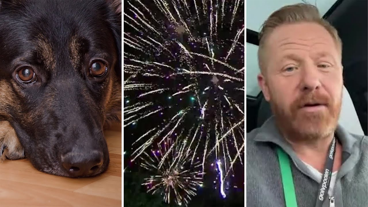 Experten: Så skyddar du hunden under nyårsnatten