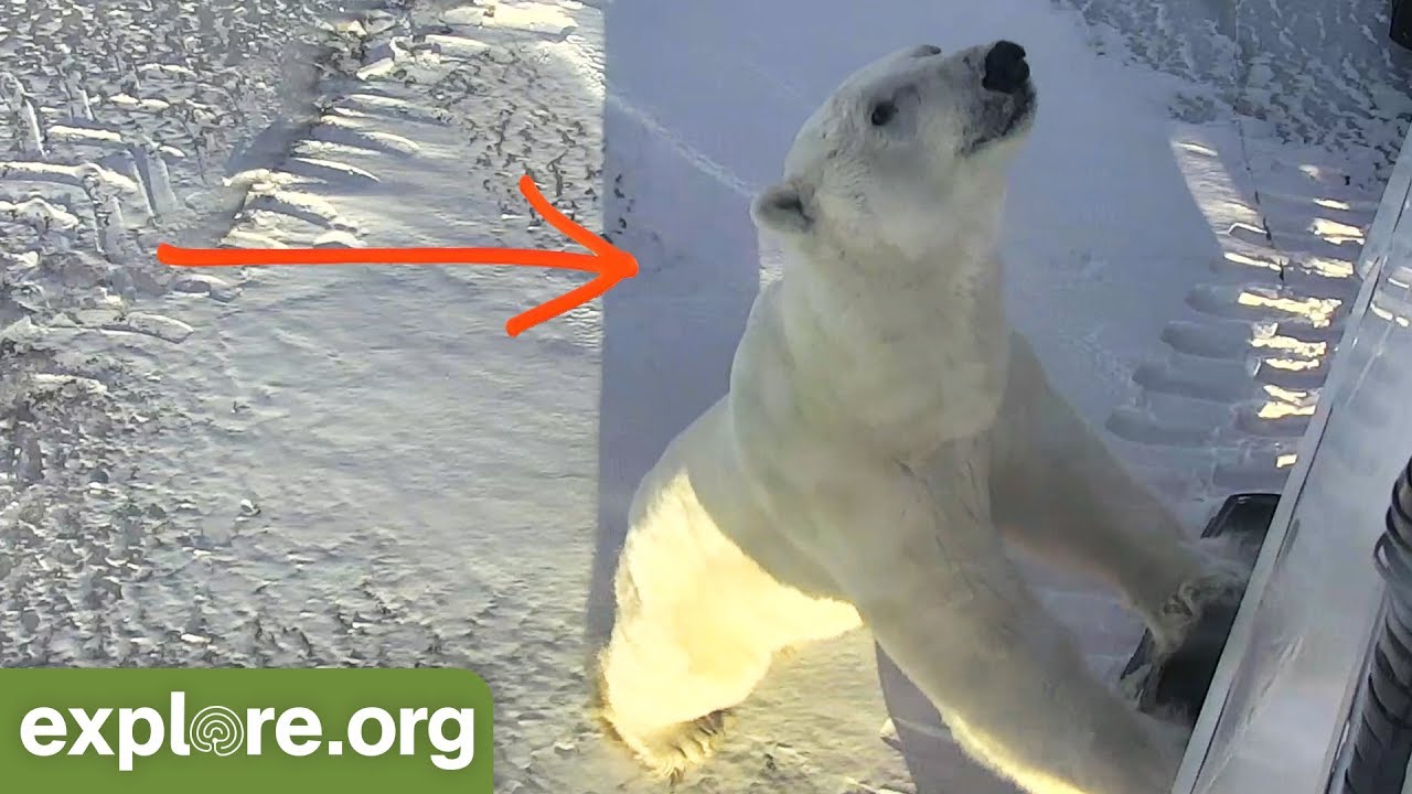 GIANT POLAR BEAR Checks Out Tundra Buggy
