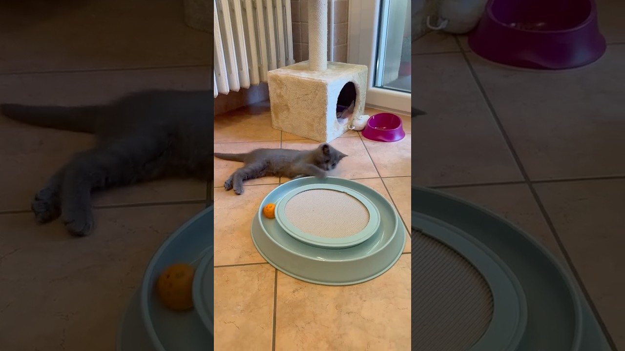 #certosino#gattino#giochi #tom #kitten