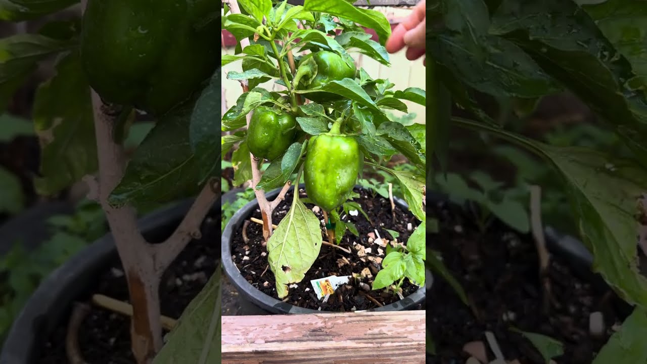 ចំការបន្លែធម្មជាតិ - organic vegetable garden
