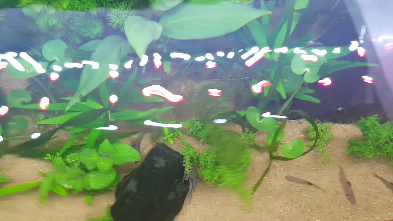 aquario plantado com areia de comstrusaõ
